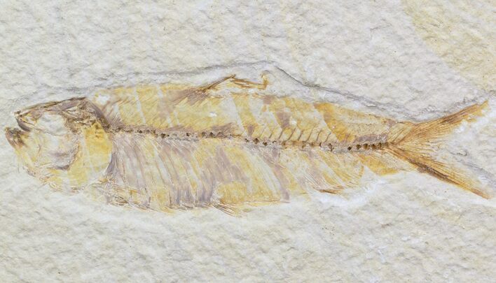 Bargain Knightia Fossil Fish - Wyoming #42439